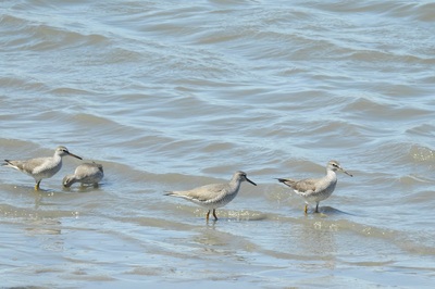 2020年5月7日キアシシギ@藤前干潟