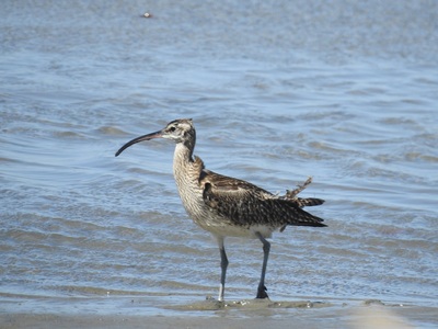 2020年5月8日チュウシャクシギ@藤前干潟