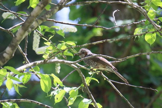 昆虫たちもたくさん集まります