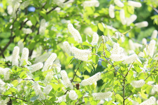 満開のウワミズザクラ