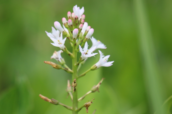 いもり池のミツガシワ