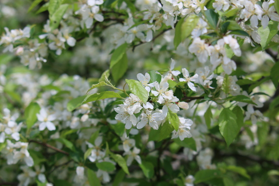 満開のズミの花