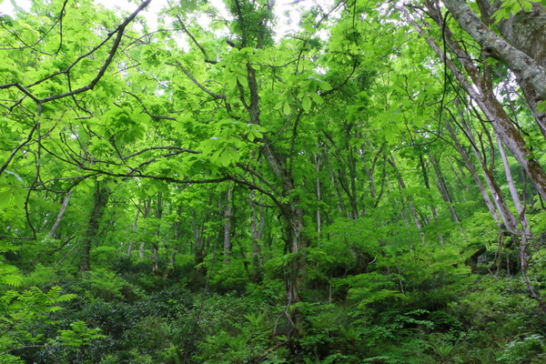 遊歩道沿いの樹木