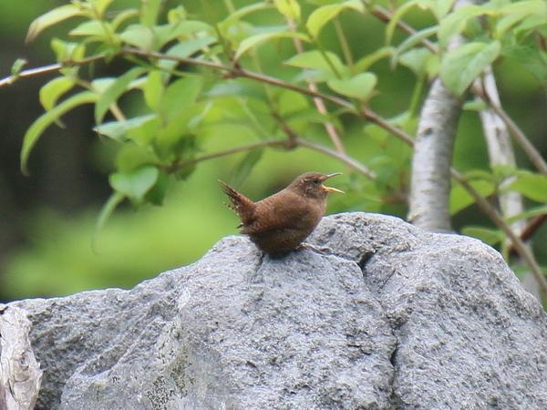 渓流沿いのミソサザイ