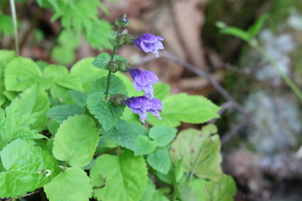 ラショウモンカズラ
