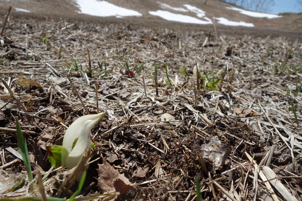 5月8日の蓮池スキー場の様子