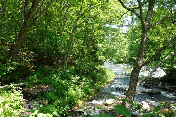 雑魚川沿いの歩道