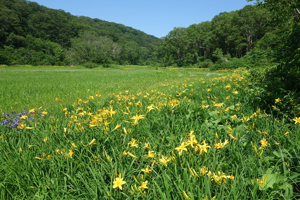 北ドブ湿原にニッコウキスゲなどが咲いている