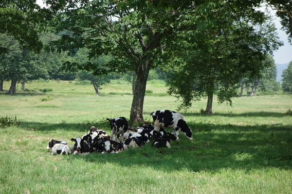カヤの平牧場での放牧