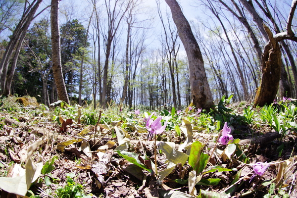 奥社への参道途中にカタクリが