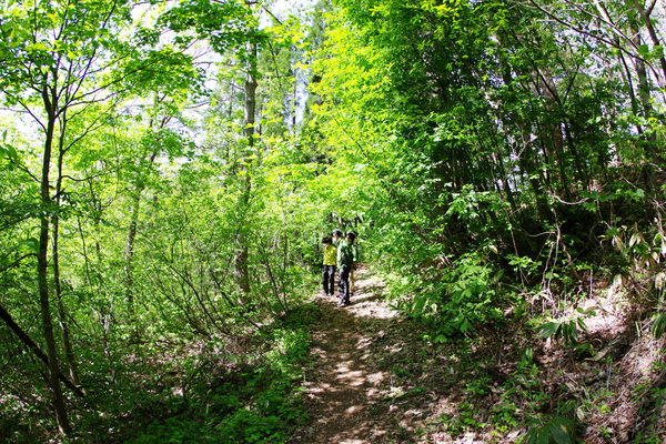 森は新緑から濃い緑へ変わりつつあります