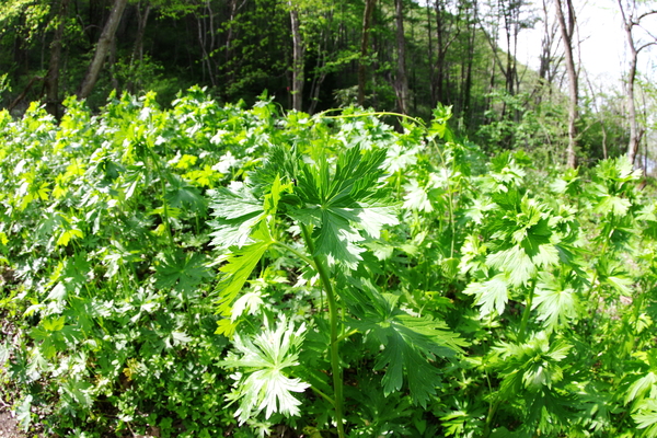 ヨモギに似ているような???