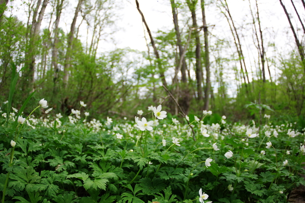 葉がトリカブトそっくりのニリンソウ