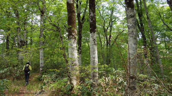 カヤの平のブナ林
