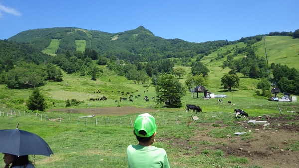 夏の山田牧場