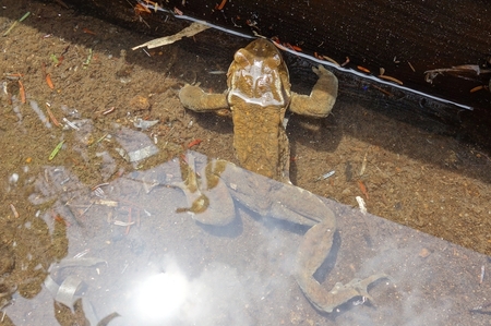 ヒキガエルの仲間