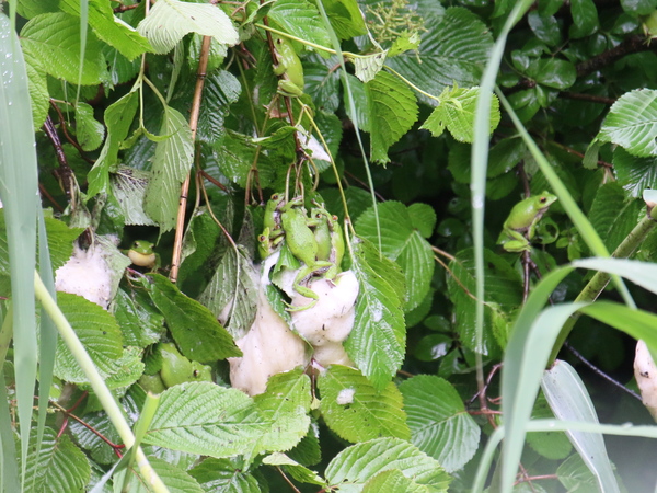 モリアオガエル産卵中