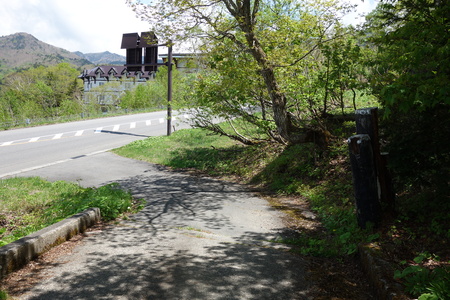 事務所の進入路に木の影ができた