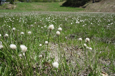 蓮池スキー場のワタスゲ