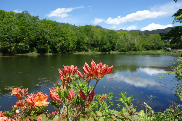 蓮池のレンゲツツジ
