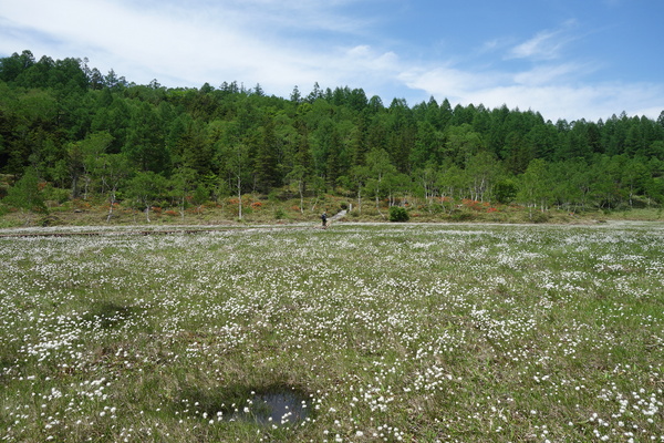 田ノ原湿原のワタスゲ群生