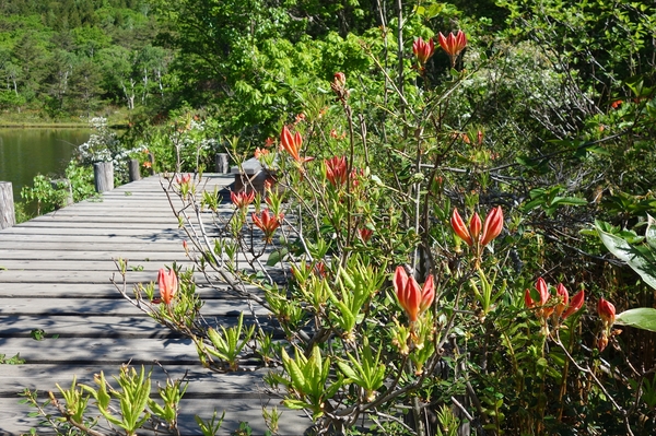 一沼のレンゲツツジ