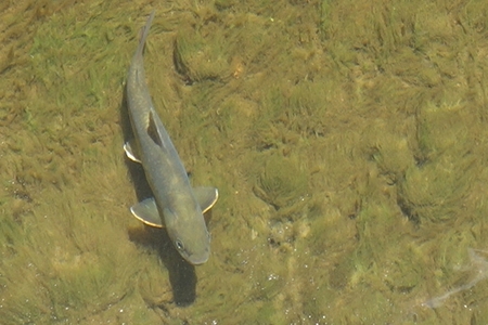 小雑魚川のイワナ