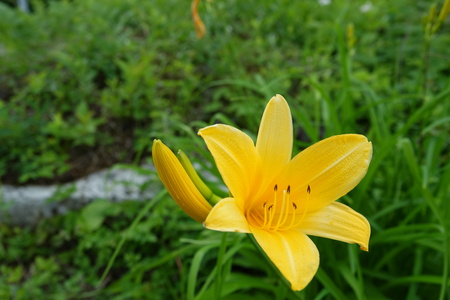 ゼンテイカ満開