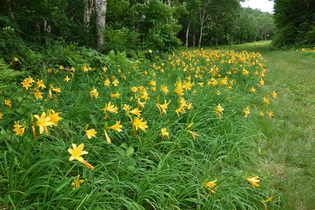 蓮池スキー場のニッコウキスゲ