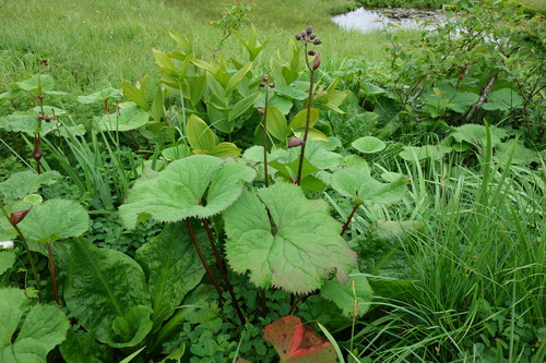 マルバダケブキ