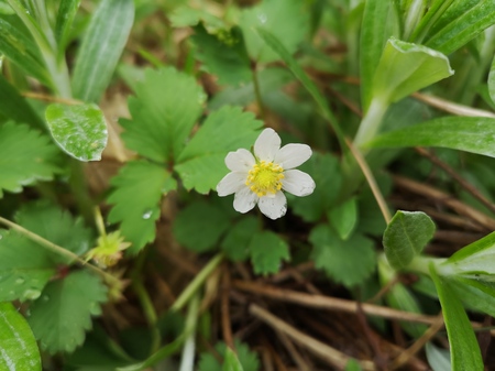 ノウゴイチゴの花