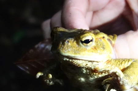 アズマヒキガエル