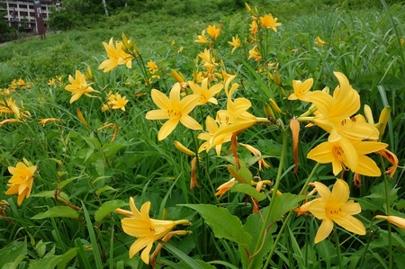 丸池スキー場のニッコウキスゲ