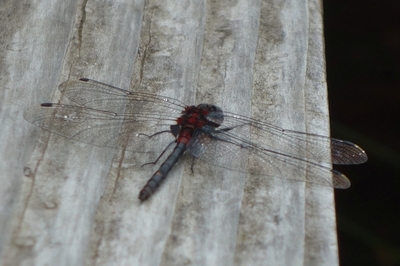 カオジロトンボ