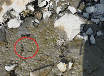 2020年7月31日ごみ調査@藤前干潟 釣り糸と鳥の足跡