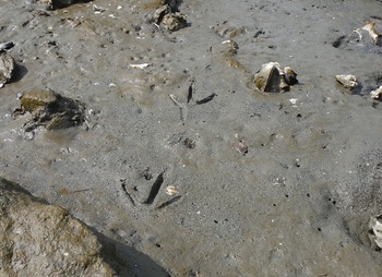 2020年7月31日ごみ調査@藤前干潟 鳥の足跡