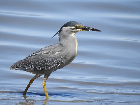 ササゴイ@藤前干潟