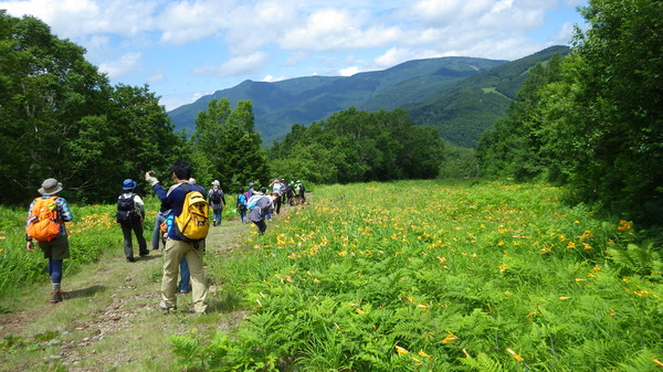 自然探勝コースのニッコウキスゲ