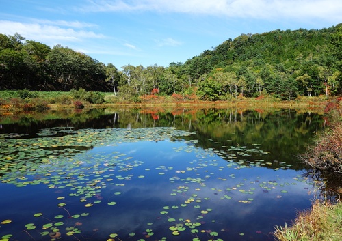 一沼の紅葉。低木の赤が目立つ紅葉スポット。