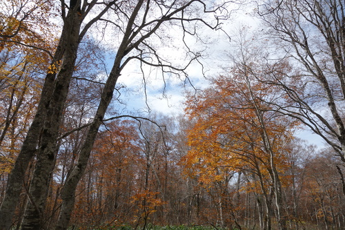 カヤの平高原のブナ林の紅葉