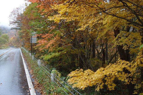 志賀高原の標高1200m付近の紅葉
