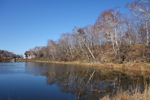 蓮池のほとりの木々の落葉