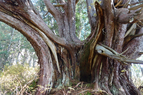 木島平村の巨大ネズコ