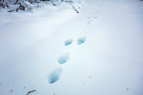 ノウサギの足跡