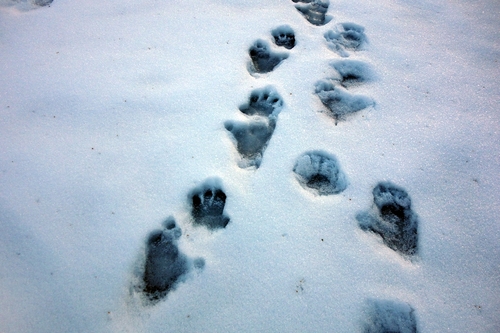ニホンザルの足跡