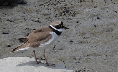 2021年5月11日コチドリ＠藤前干潟