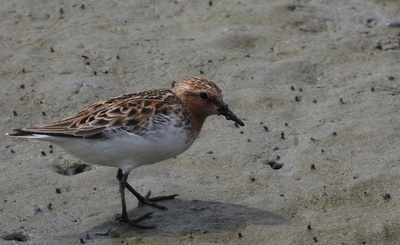 2021年5月11日トウネン＠藤前干潟