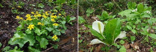 リュウキンカとミズバショウ
