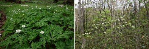 ニリンソウの群落とオオカメノキ