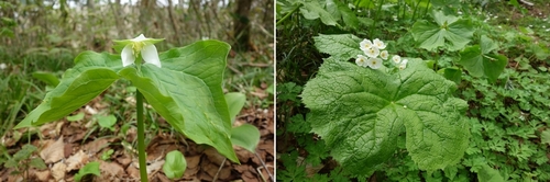 シロバナエンレイソウとサンカヨウ
